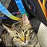 Mable is registered to the contest to win money with this photo: cat, tabby, pet, animal, indoor, curious, yellow_eyes, feline, striped, close_up, fabric, colorful, texture, cozy, resting, playful, ears, whiskers, fur, domestic