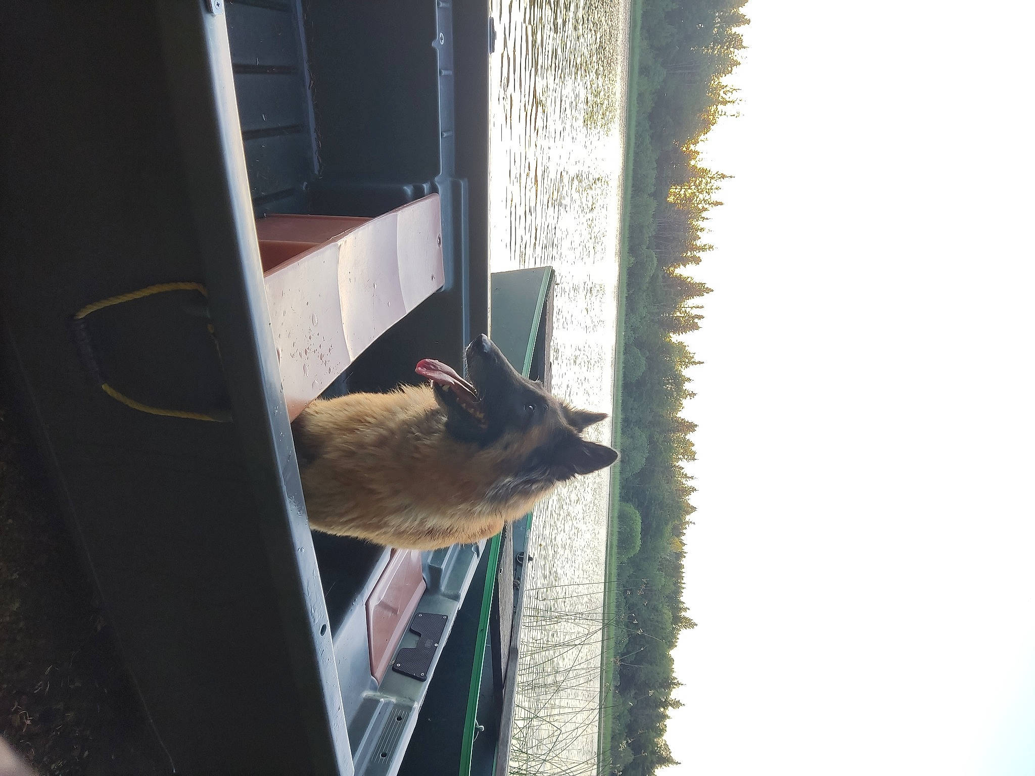 Liberty a rejoint le concours — aidez-le/la à gagner de superbes lots ! bird_feeder, bird_supply, carnivore, cat, door, felidae, fur, glass, pet_supply, plant, sash_window, small_to_medium_sized_cats, snout, tail, tree, vehicle_door, whiskers, wildlife, window, wood