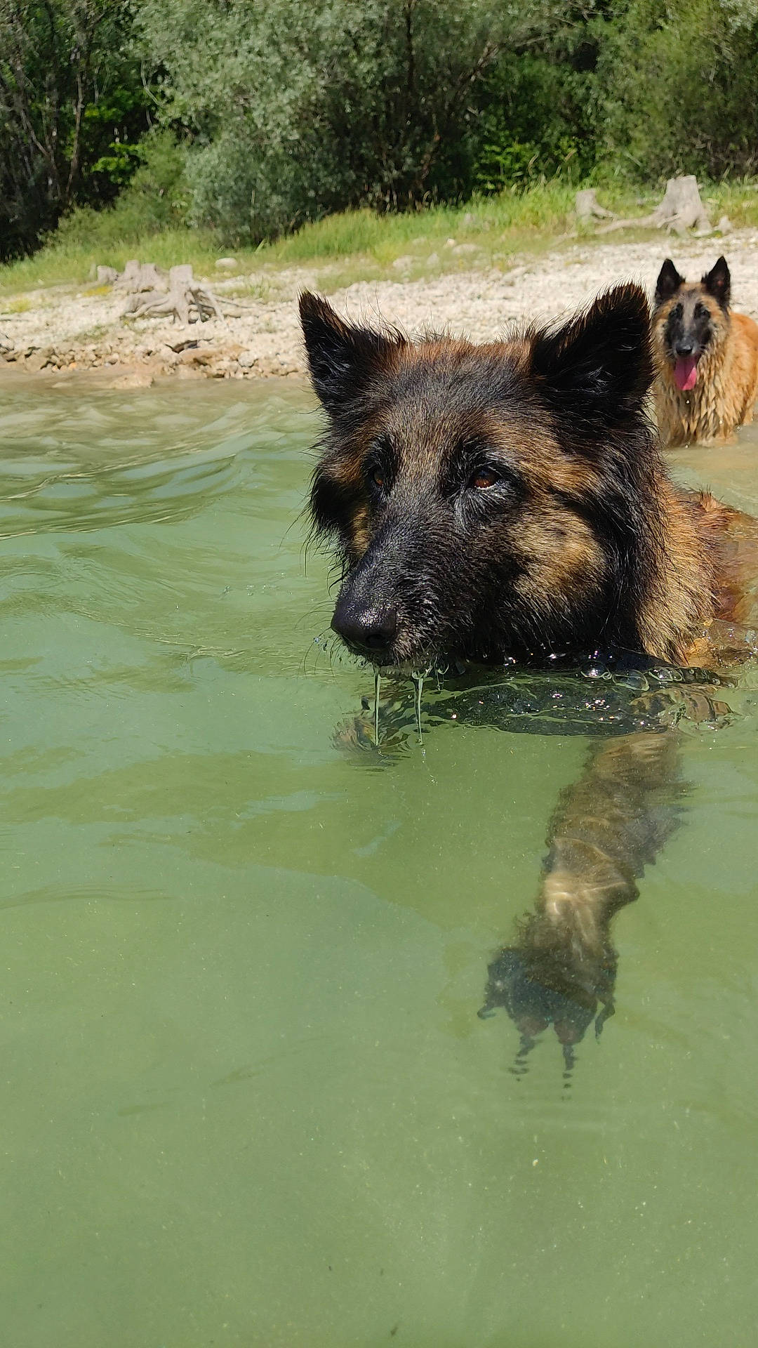 Moya a rejoint le concours — aidez-le/la à gagner de superbes lots ! canidae, carnivore, dog, dog_breed, lake, natural_landscape, snout, sporting_group, terrestrial_animal, water, watercourse, wildlife, working_animal, working_dog, zoo