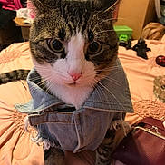 Simon joined the competition — help win amazing prizes! abyssinian, accessories, animal, bag, bed, bedroom, blanket, box, cat, clothing, couch, cushion, furniture, handbag, indoors, kitten, manx, pants, pet, room