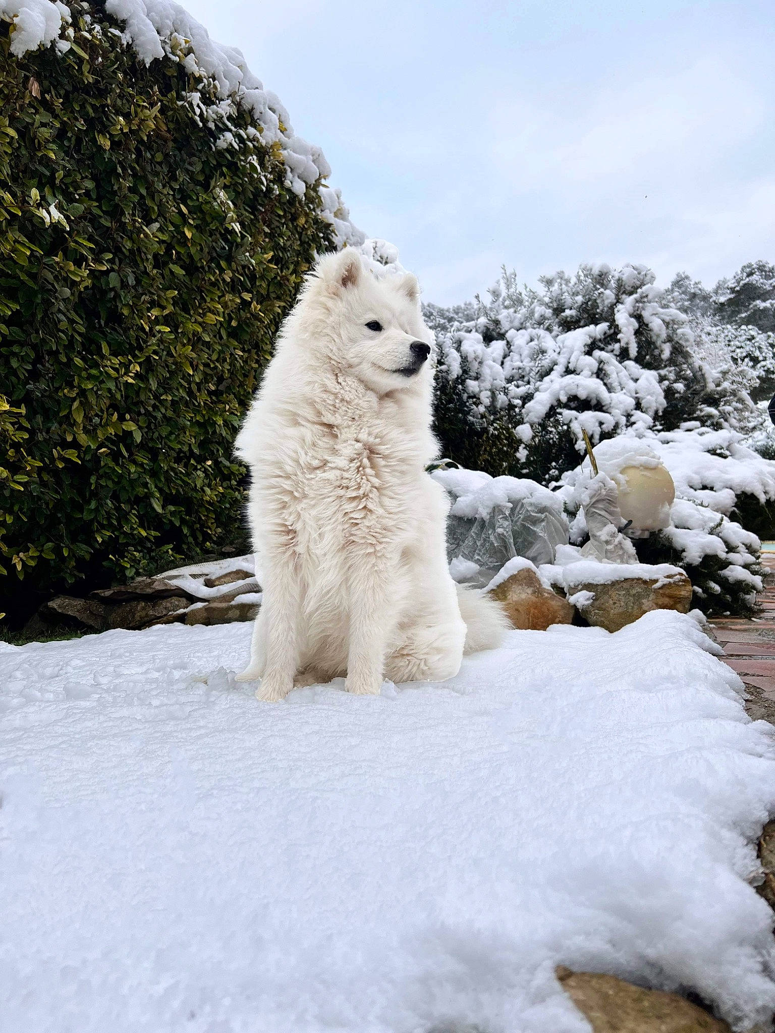 Tchanga a rejoint le concours — aidez-le/la à gagner de superbes lots ! arctic, arctic_ocean, carnivore, companion_dog, dog, dog_breed, freezing, frost, fur, glacial_landform, ice_cap, polar_ice_cap, retriever, sky, snow, sporting_group, tree, wildlife, winter, working_dog