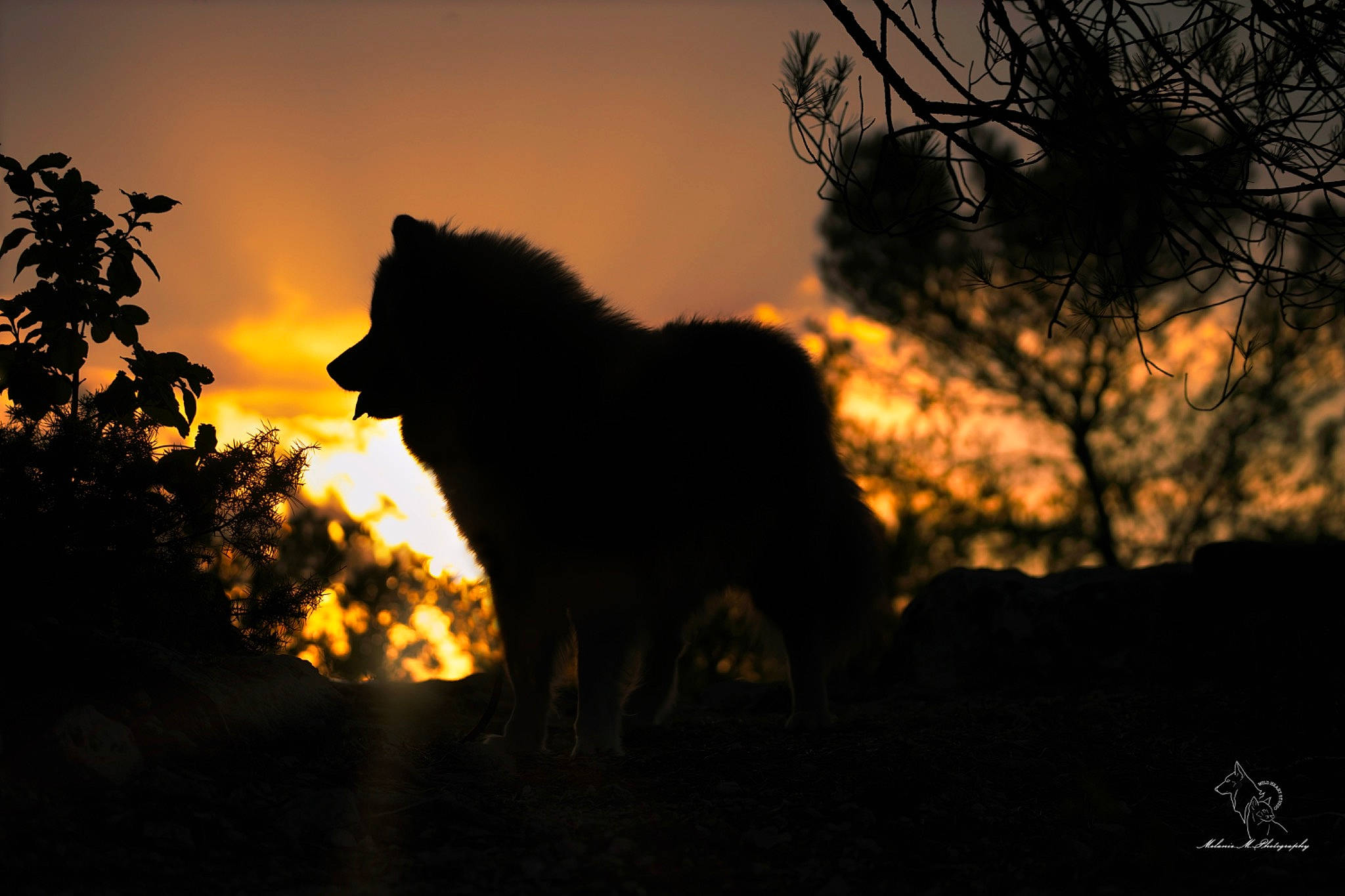 Tchanga participe au concours pour gagner de l'argent avec cette photo : atmosphere, carnivore, cloud, darkness, dog, dog_breed, dusk, evening, felidae, landscape, natural_landscape, plant, sky, sporting_group, sunset, tail, terrestrial_animal, tints_and_shades, tree, wolf
