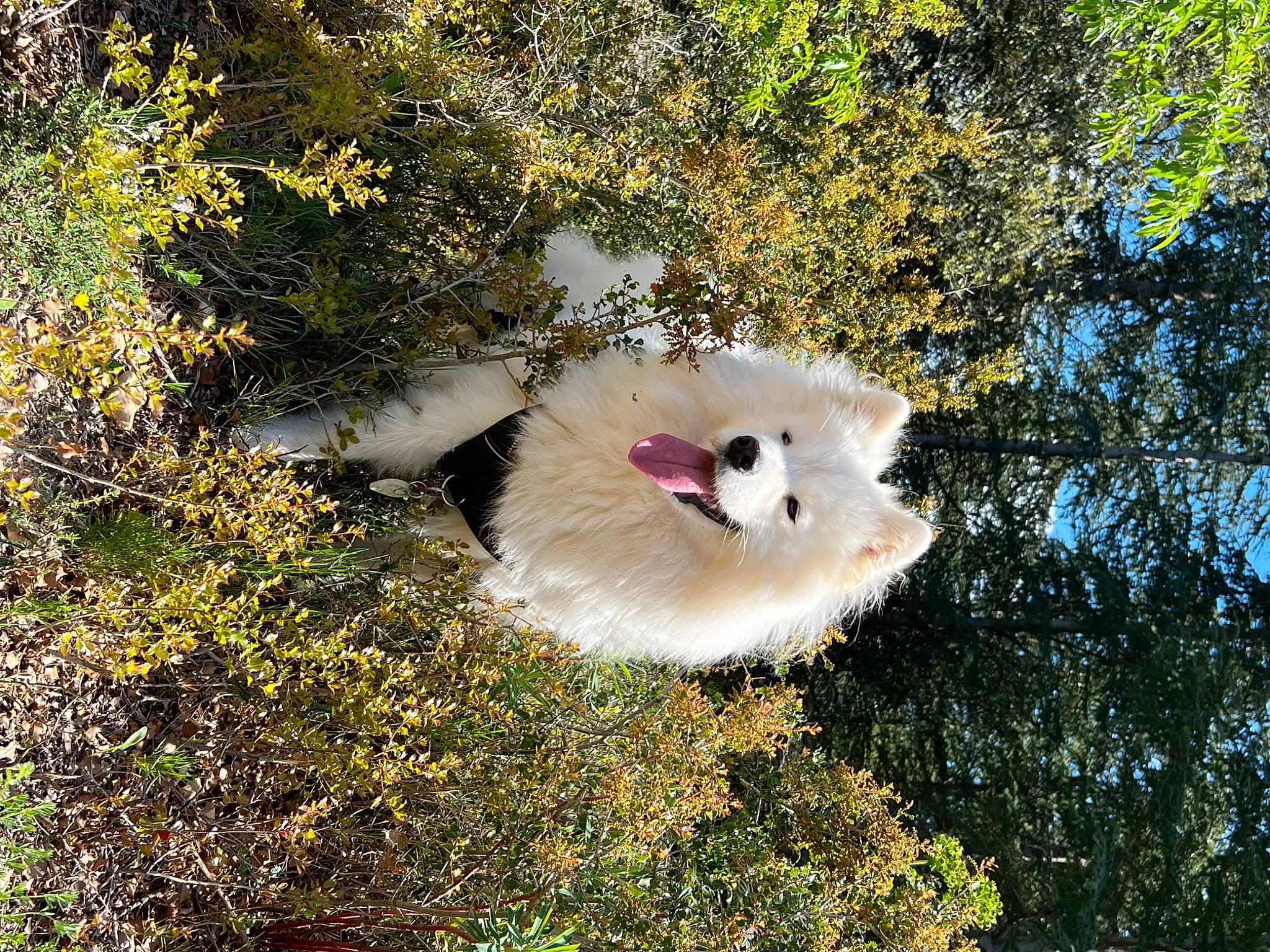 Tchanga participe au concours pour gagner de l'argent avec cette photo : beak, bird_of_prey, canidae, carnivore, fawn, felidae, fur, grass, marsupial, plant, sky, snout, tail, terrestrial_animal, tree, trunk, twig, whiskers, wildlife