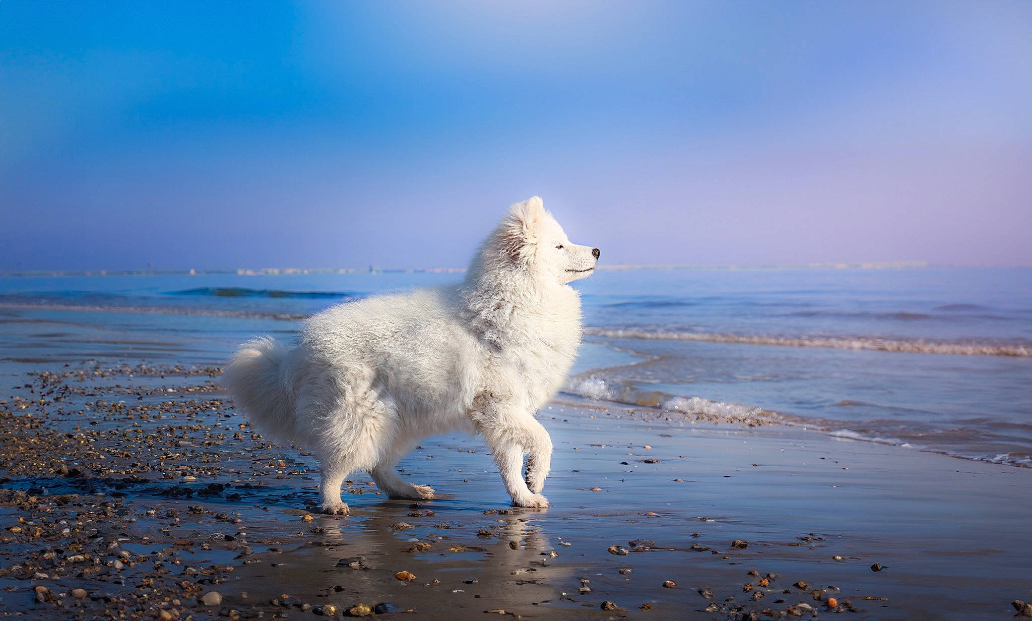 Tchanga participe au concours pour gagner de l'argent avec cette photo : arctic, arctic_ocean, beach, canidae, carnivore, dog, dog_breed, freezing, ice_cap, liquid, melting, ocean, polar_ice_cap, sky, sporting_group, water, wave, wind_wave, winter, working_animal