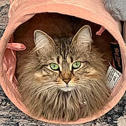 Lucie is registered to the contest to win money with this photo: animal, cat, close_up, cozy, cushion, cute, domestic_cat, ears, feline, fur, green_eyes, home, indoor, long_hair, pet_bed, pink, portrait, resting, soft, whiskers