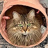 cat, long_hair, green_eyes, pet_bed, pink, feline, cozy, indoor, fur, whiskers, ears, close_up, portrait, animal, domestic_cat, resting, cute, soft, cushion, home