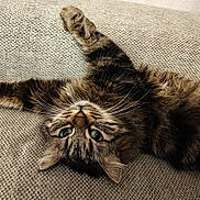 Caramel a rejoint le concours — aidez-le/la à gagner de superbes lots ! cat, tabby, fluffy, upside_down, green_eyes, paw, couch, textured_fabric, indoor, pet, feline, relaxed, whiskers, fur, close_up, cute, animal, home, cozy, resting