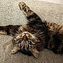 cat, tabby, fluffy, upside_down, green_eyes, paw, couch, textured_fabric, indoor, pet, feline, relaxed, whiskers, fur, close_up, cute, animal, home, cozy, resting