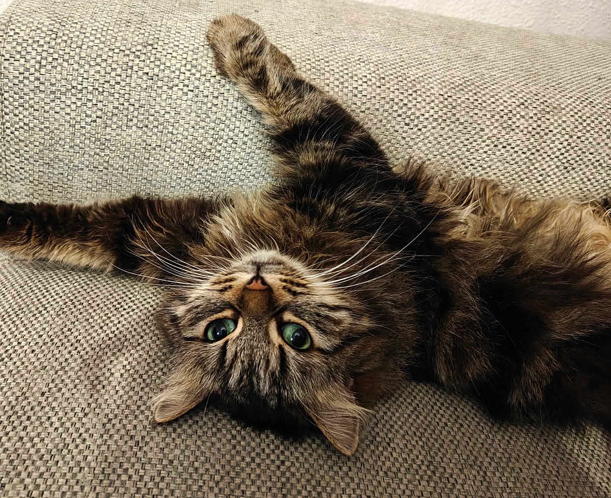 Caramel a rejoint le concours — aidez-le/la à gagner de superbes lots ! cat, tabby, fluffy, upside_down, green_eyes, paw, couch, textured_fabric, indoor, pet, feline, relaxed, whiskers, fur, close_up, cute, animal, home, cozy, resting