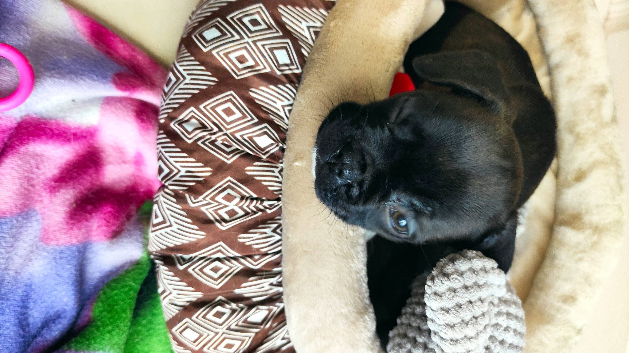 Topaze participe au concours pour gagner de l'argent avec cette photo : carnivore, cat, cat_supply, claw, comfort, companion_dog, dog_breed, fawn, felidae, fur, linens, mammal, pattern, sleeve, small_to_medium_sized_cats, snout, tail, terrestrial_animal, whiskers, woolen