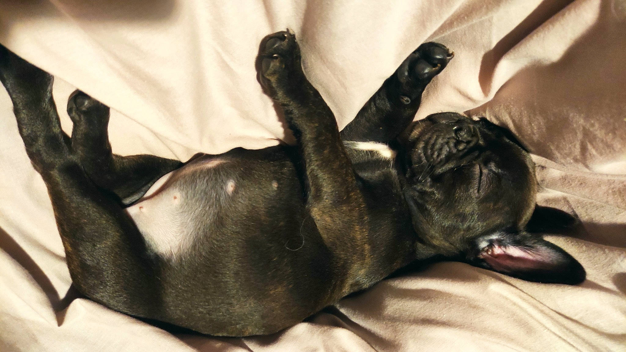 Topaze a rejoint le concours — aidez-le/la à gagner de superbes lots ! canidae, carnivore, comfort, companion_dog, couch, dog, dog_breed, ear, fawn, foot, gesture, grey, guard_dog, human_leg, nail, paw, sporting_group, thigh, whiskers, working_animal