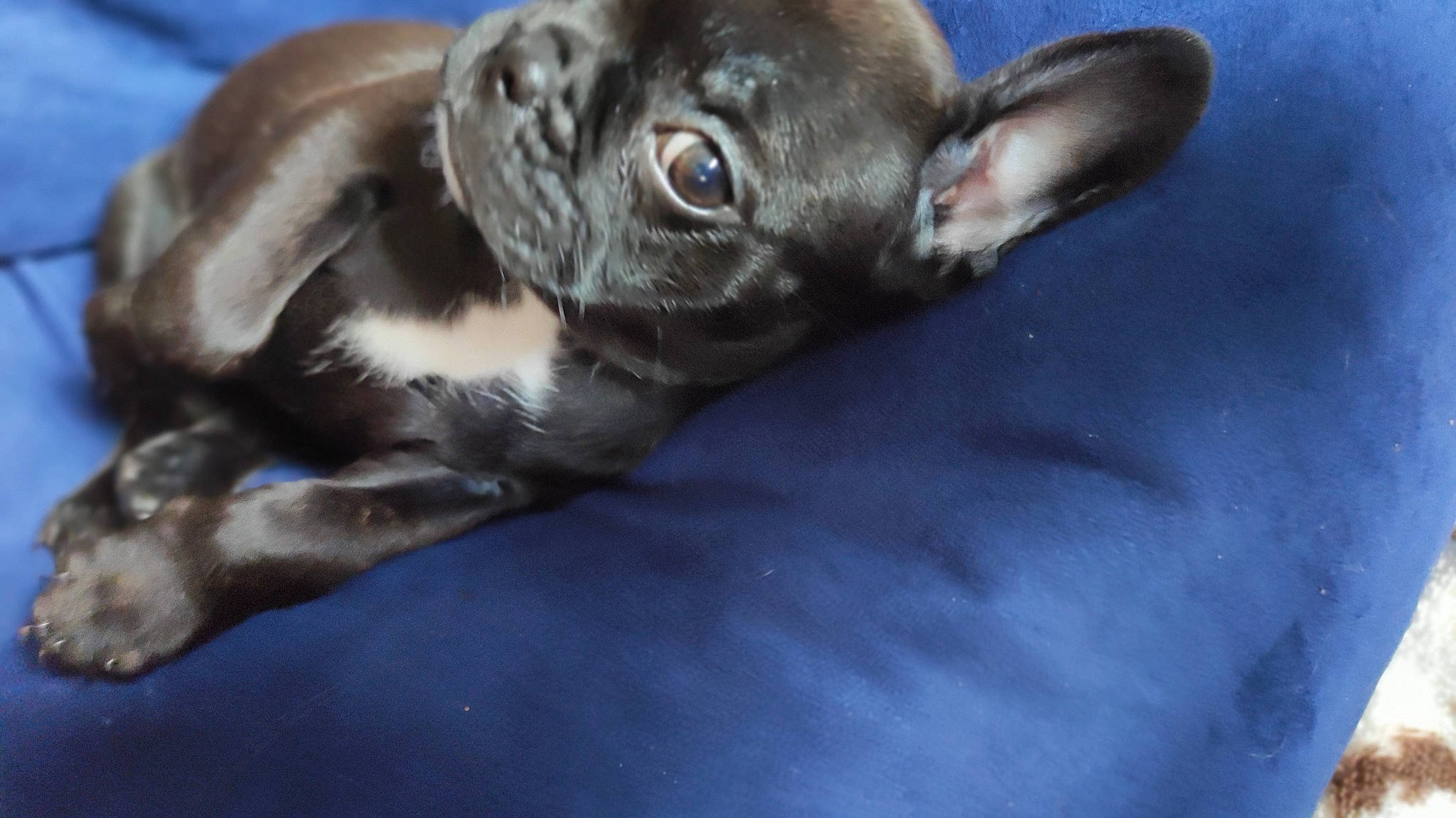 Topaze a rejoint le concours — aidez-le/la à gagner de superbes lots ! borador, carnivore, close_up, companion_dog, corgi_chihuahua, dog, dog_breed, ear, fur, liver, snout, sporting_group, terrestrial_animal, toy_dog, whiskers, working_animal