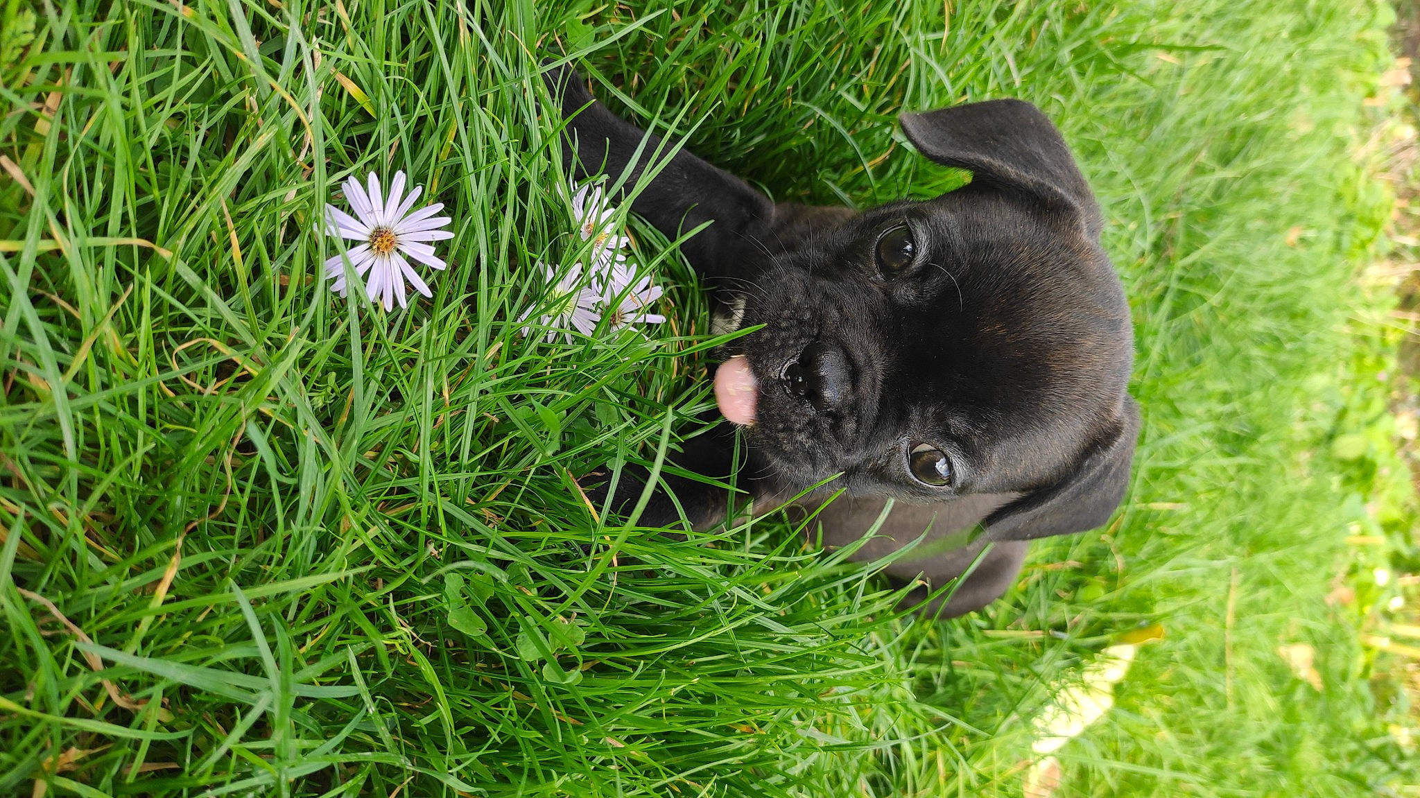 Topaze a rejoint le concours — aidez-le/la à gagner de superbes lots ! carnivore, companion_dog, dog, dog_breed, felidae, flower, flowering_plant, grass, groundcover, herbaceous_plant, lawn, people_in_nature, petal, plant, prairie, tail, terrestrial_animal, terrestrial_plant, whiskers, working_animal