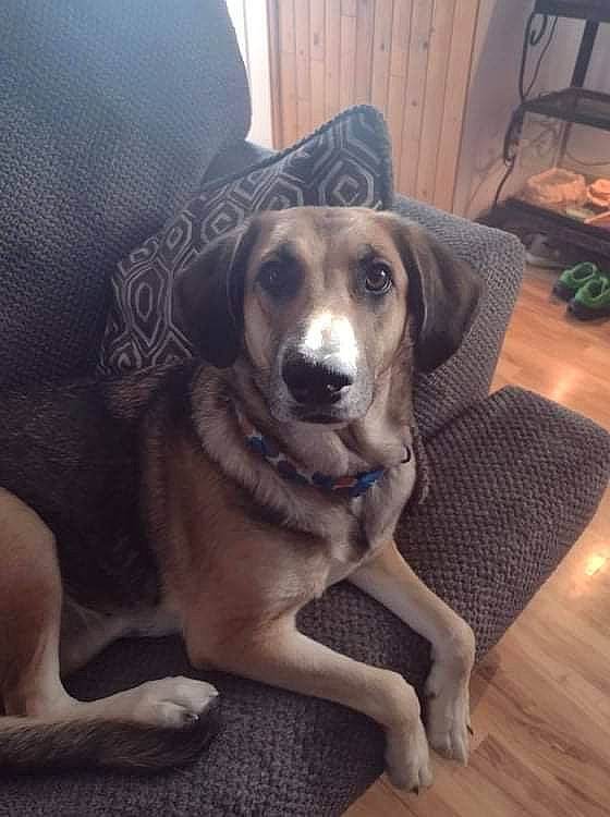 Halo joined the competition — help win amazing prizes! carnivore, chair, comfort, companion_dog, couch, dog, dog_breed, fawn, floor, flooring, fur, hardwood, metal, paw, puppy, sitting, whiskers, wood, wood_flooring, working_animal