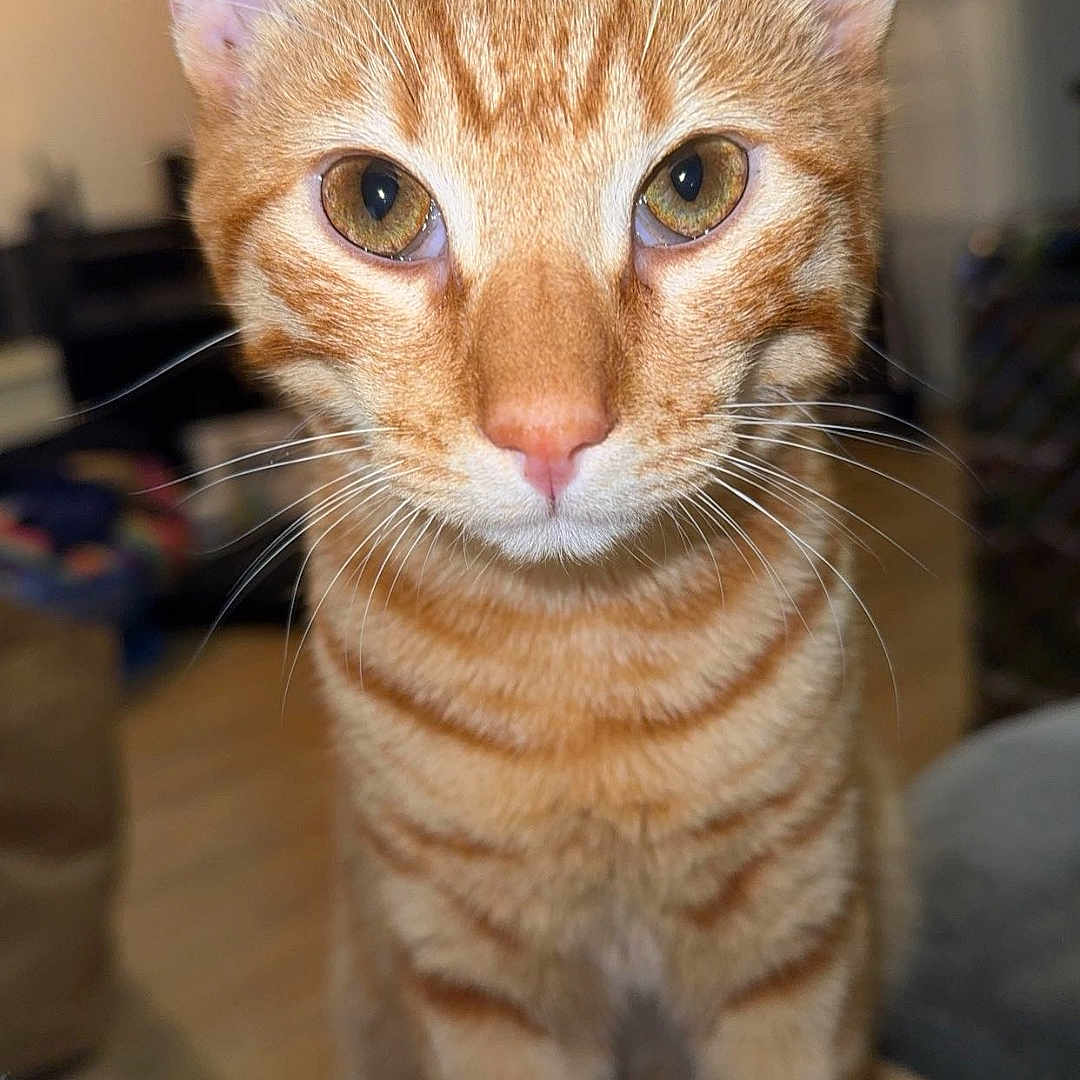 Marley participe au concours pour gagner de l'argent avec cette photo : abyssinian, animal, cat, kitten, manx, pet