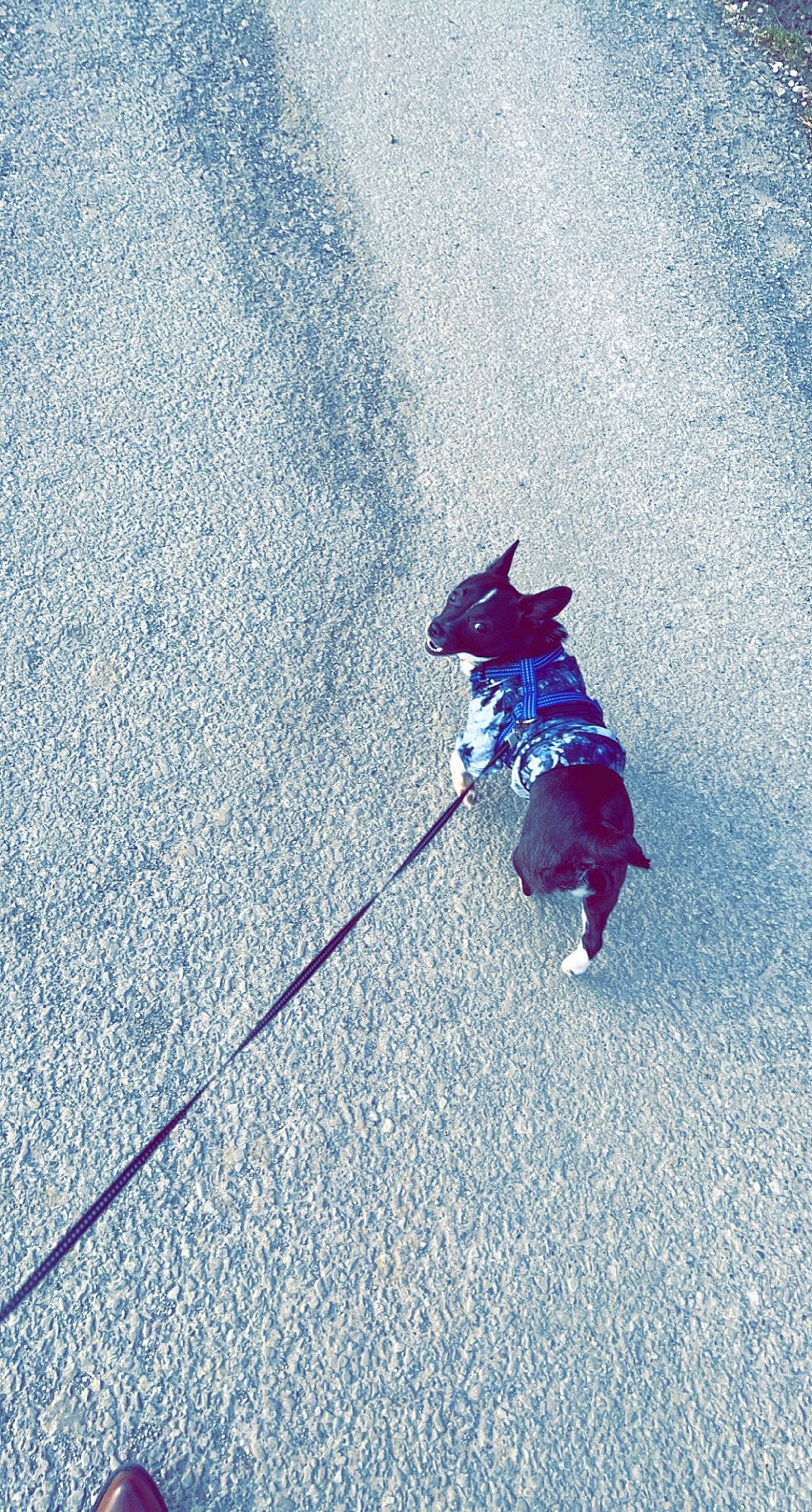 Diva is registered to the contest to win money with this photo: adventure, asphalt, concrete, electric_blue, fashion_accessory, landscape, leash, leisure, magenta, people_in_nature, recreation, road, road_surface, sand, shadow, sidewalk, slope, tar, tints_and_shades, walking