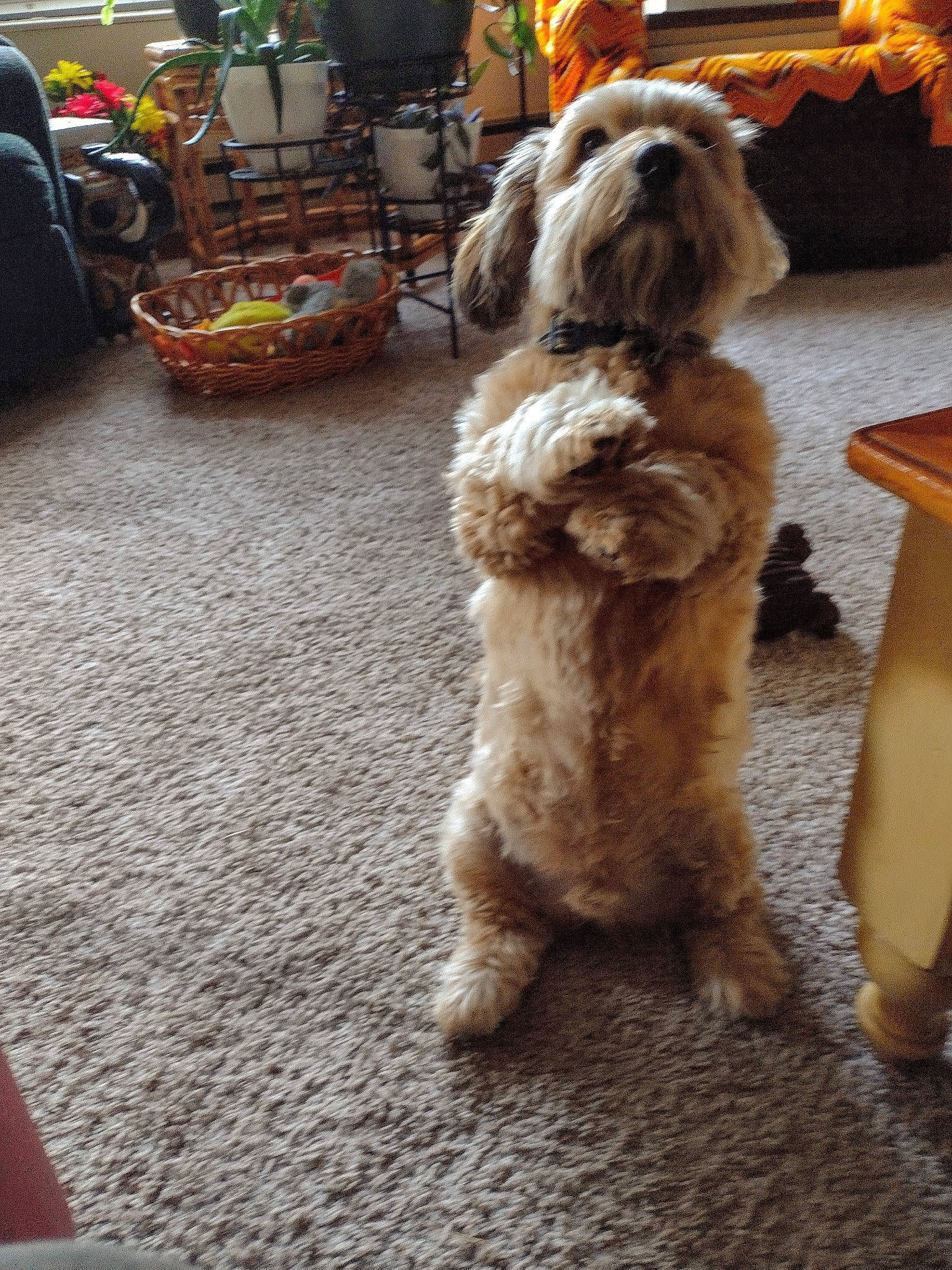 Buddy joined the competition — help win amazing prizes! backpack, bag, carnivore, companion_dog, dog, dog_breed, event, flooring, fur, houseplant, labradoodle, luggage_and_bags, maltepoo, non_sporting_group, poodle_crossbreed, small_terrier, sporting_group, terrier, toy_dog