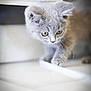 Blue participe au concours pour gagner de l'argent avec cette photo : kitten, cat, gray_fur, whiskers, curious, pet, animal, indoor, floor, tiles, small, cute, young, walking, closeup, feline, soft, domestic_animal, portrait, playful