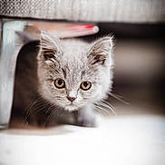 Blue participe au concours pour gagner de l'argent avec cette photo : kitten, cat, gray_fur, curious, whiskers, indoor, pet, animal, cute, feline, small, young, portrait, close_up, soft_light, floor, home, playful, fur, ears