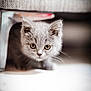 kitten, cat, gray_fur, curious, whiskers, indoor, pet, animal, cute, feline, small, young, portrait, close_up, soft_light, floor, home, playful, fur, ears