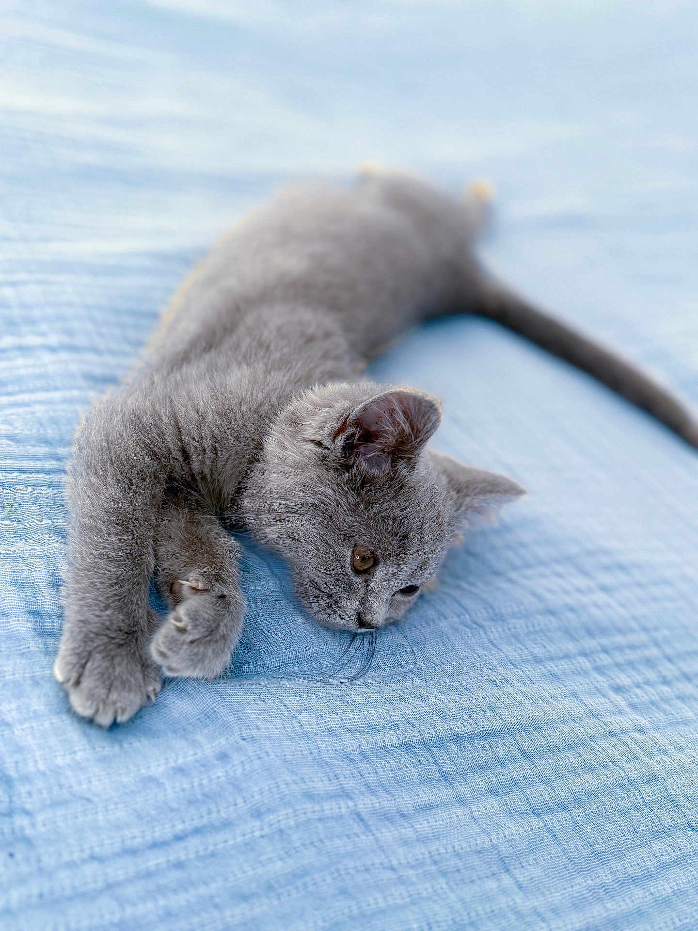Blue a rejoint le concours — aidez-le/la à gagner de superbes lots ! kitten, cat, grey_cat, pet, animal, feline, fur, paws, whiskers, ears, sleepy, resting, blanket, textured, blue, indoor, cute, young, relaxed, laying_down