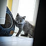 Blue a rejoint le concours — aidez-le/la à gagner de superbes lots ! kitten, gray_cat, cat_bed, curious, indoor, floor_tiles, pet, feline, young_animal, cozy, animal_house, window_light, cute, small_cat, fur, whiskers, eyes, playful, home, domestic_cat