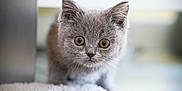 Blue participe au concours pour gagner de l'argent avec cette photo : kitten, gray, cat, carpet, indoor, curious, animal, pet, whiskers, ears, floor, toy, closeup, young, feline, cute, soft, fur, small, wide_eyes