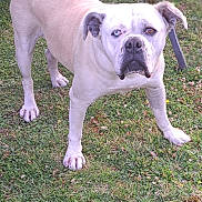 Olly a rejoint le concours — aidez-le/la à gagner de superbes lots ! alert, animal, blue_eye, brown_eye, canine, collar, daylight, dog, ears, fur, grass, heterochromia, leash, nature, outdoor, paw, pet, portrait, standing, white_dog