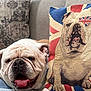 bulldog, dog, cushion, sofa, indoor, pet, animal, tongue_out, closeup, resting, fabric, pattern, union_jack, portrait, home, decor, cute, wrinkles, laying, companion