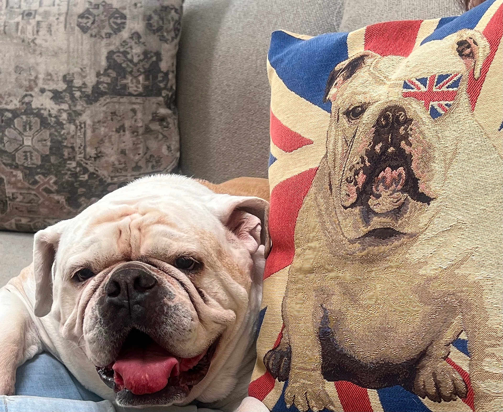 Carmela joined the competition — help win amazing prizes! bulldog, dog, cushion, sofa, indoor, pet, animal, tongue_out, closeup, resting, fabric, pattern, union_jack, portrait, home, decor, cute, wrinkles, laying, companion
