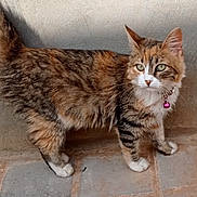 Tatoum participe au concours pour gagner de l'argent avec cette photo : abyssinian, accessories, angora, animal, architecture, brick, building, cat, egyptiancat, flagstone, kitten, leash, manx, path, pet, sidewalk, slate, strap, walkway, wall