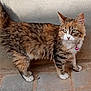 abyssinian, accessories, angora, animal, architecture, brick, building, cat, egyptiancat, flagstone, kitten, leash, manx, path, pet, sidewalk, slate, strap, walkway, wall