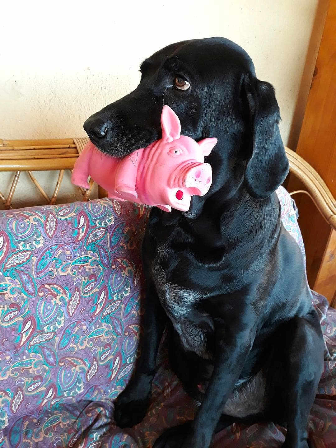 Hogan