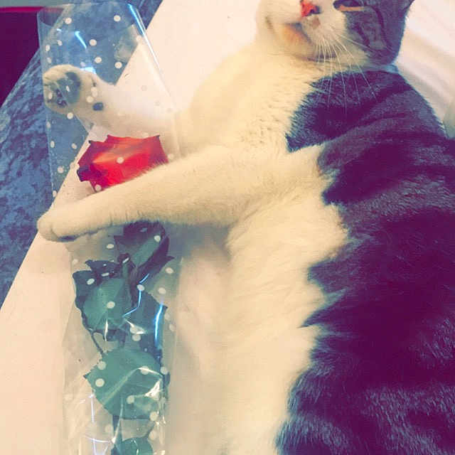 Simba is registered to the contest to win money with this photo: blue, carnivoran, cat, cat_like_mammal, fur, kitten, mammal, small_to_medium_sized_cats, snapshot, tail, textile, vertebrate, whiskers, white