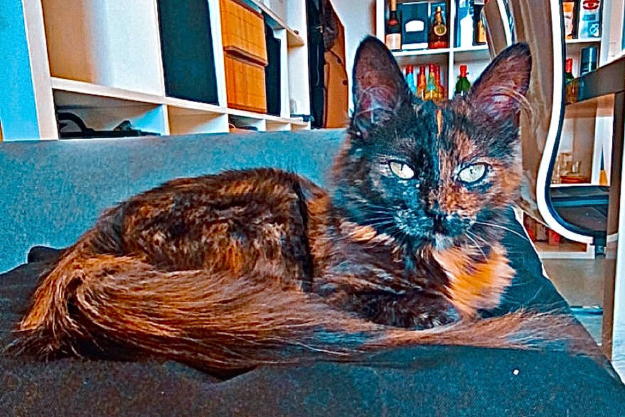 Louna participe au concours pour gagner de l'argent avec cette photo : art, carnivore, cat, claw, domestic_short_haired_cat, electric_blue, felidae, fur, illustration, paint, painting, picture_frame, small_to_medium_sized_cats, snout, tail, terrestrial_animal, visual_arts, whiskers, window, wood