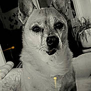 Slim joined the competition — help win amazing prizes! animal, bodypart, bulldog, canine, chihuahua, dog, fox, germanshepherd, hound, husky, leash, mouth, person, pet, pitbull, puppy, snout, sphere, terrier, whitedog