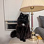 animal, black_cat, blinds, cat, couch, cozy, curious, domestic, fluffy, furniture, green_eyes, household, indoor, lamp, pet, portrait, sitting, table, white_patch, window