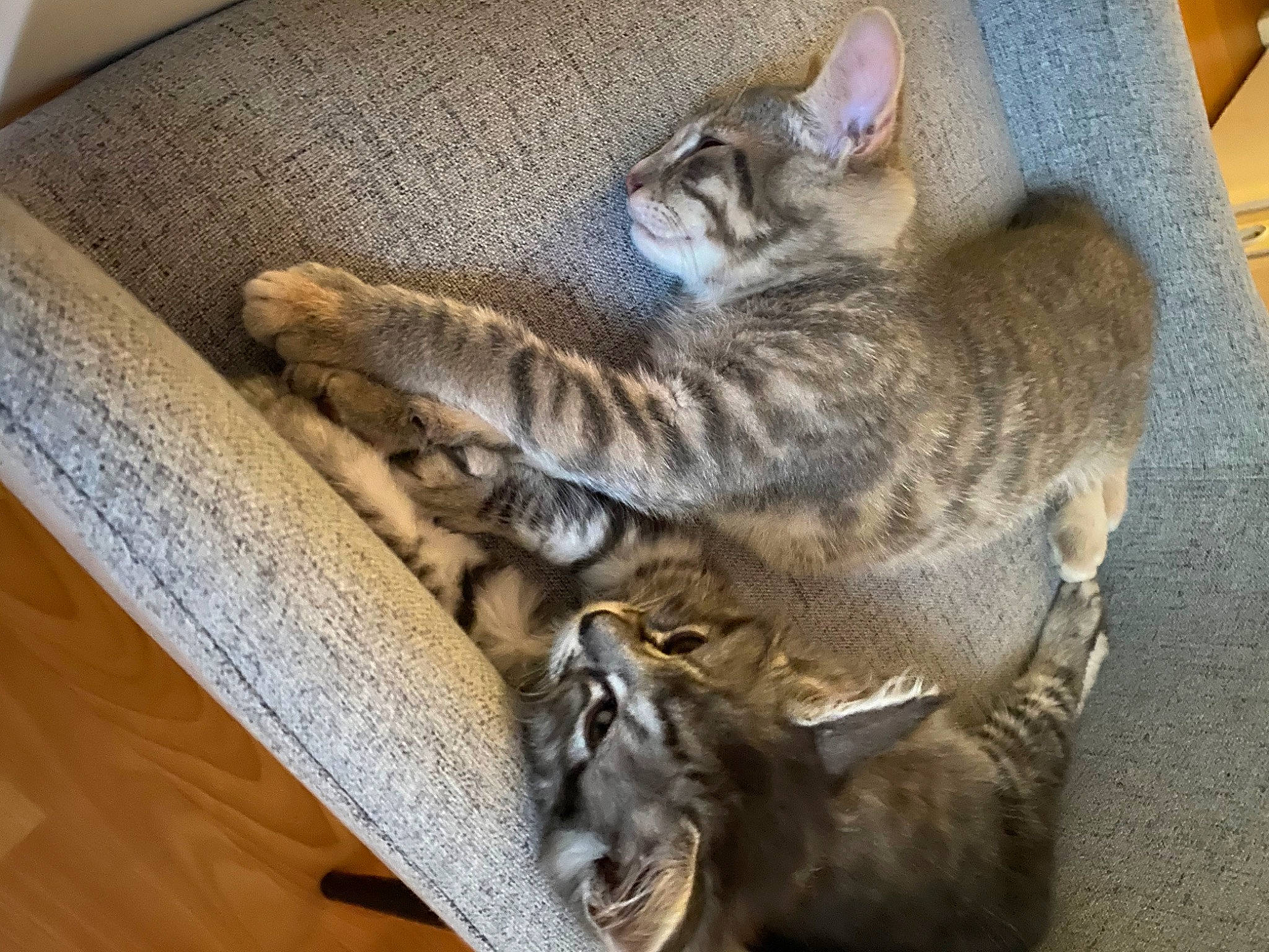 Roxy Et Romy a rejoint le concours — aidez-le/la à gagner de superbes lots ! asian, australian_mist, california_spangled, carnivore, cat, chausie, domestic_short_haired_cat, dragon_li, egyptian_mau, european_shorthair, felidae, kitten, mammal, ocicat, pixie_bob, small_to_medium_sized_cats, sokoke, tabby_cat, vertebrate, whiskers