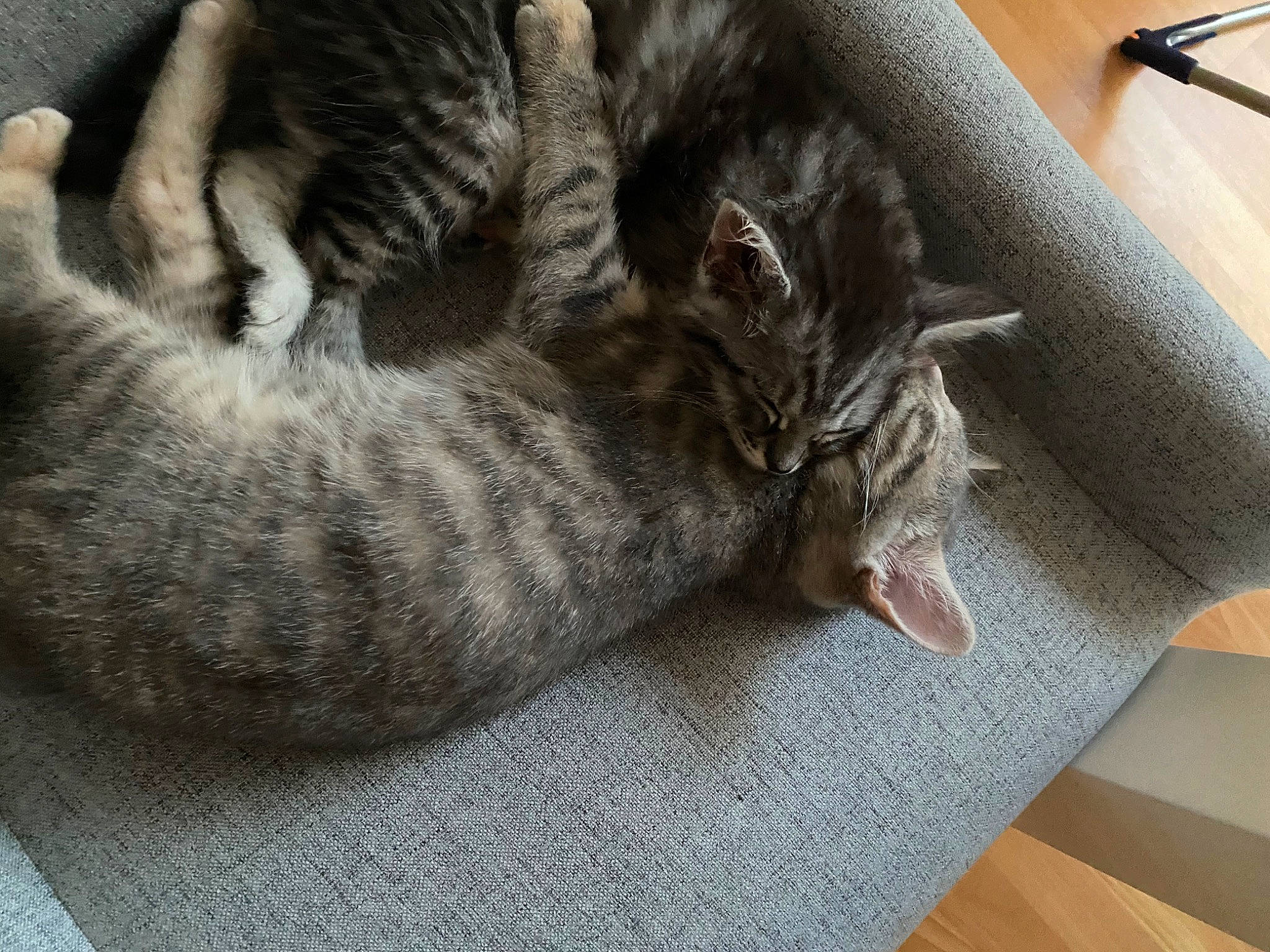 Roxy Et Romy a rejoint le concours — aidez-le/la à gagner de superbes lots ! american_shorthair, asian, california_spangled, carnivore, cat, cat_bed, claw, domestic_short_haired_cat, dragon_li, european_shorthair, felidae, kitten, mammal, nap, ocicat, paw, pixie_bob, small_to_medium_sized_cats, tabby_cat, whiskers