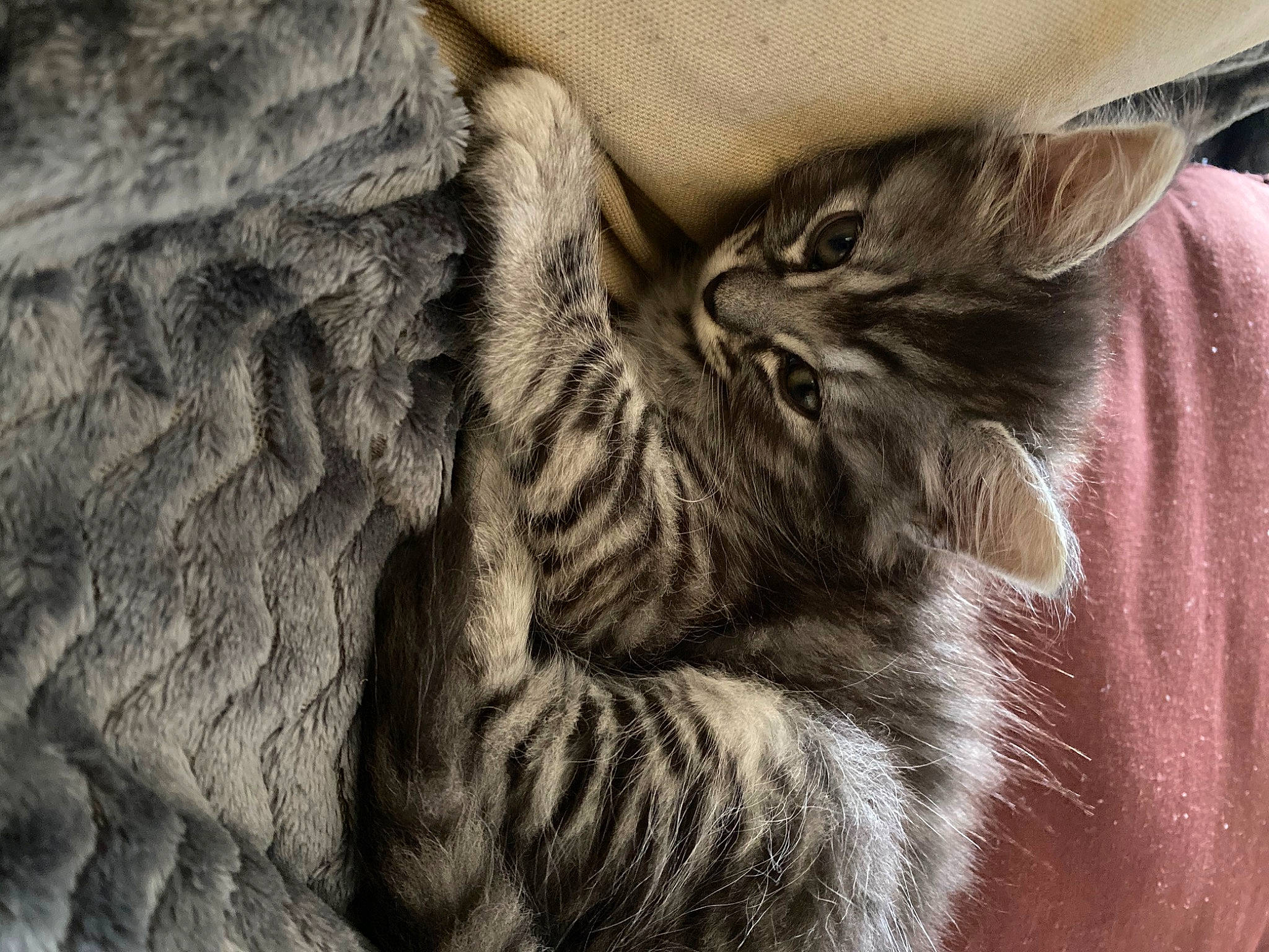 Roxy Et Romy a rejoint le concours — aidez-le/la à gagner de superbes lots ! asian, british_semi_longhair, carnivore, cat, claw, domestic_short_haired_cat, dragon_li, european_shorthair, felidae, fur, kitten, maine_coon, norwegian_forest_cat, pixie_bob, siberian, small_to_medium_sized_cats, snout, tabby_cat, whiskers, wild_cat