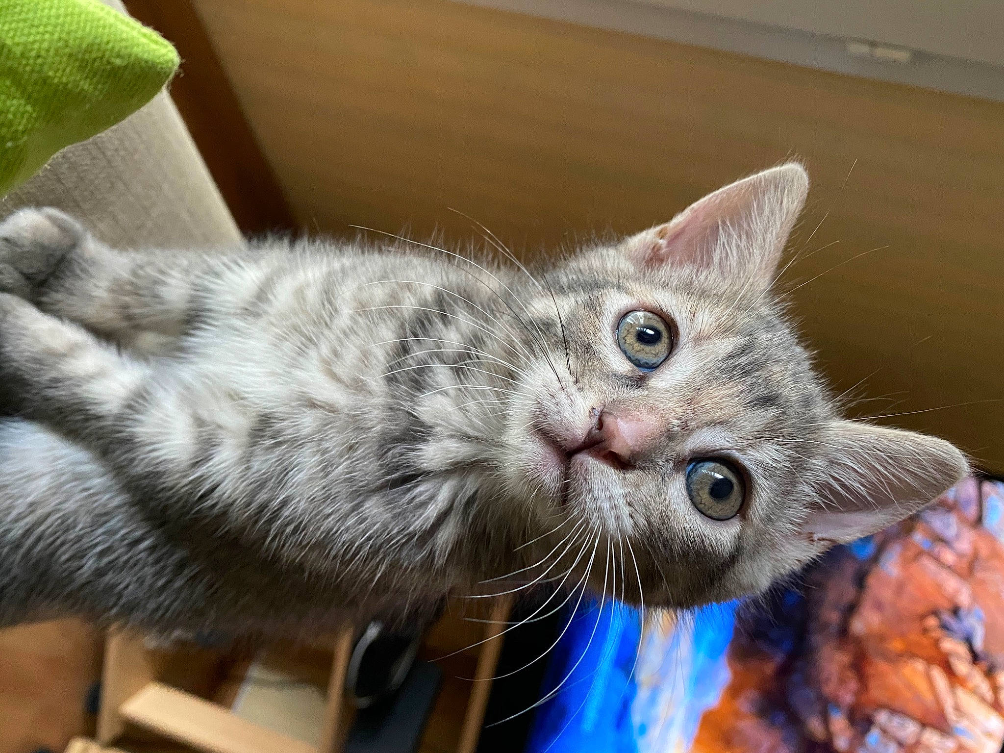 Roxy Et Romy a rejoint le concours — aidez-le/la à gagner de superbes lots ! american_shorthair, american_wirehair, asian, australian_mist, carnivore, cat, claw, domestic_short_haired_cat, dragon_li, european_shorthair, fawn, felidae, kitten, mammal, ojos_azules, small_to_medium_sized_cats, snout, tabby_cat, vertebrate, whiskers