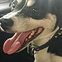 dog, close_up, panting, tongue_out, teeth, collar, black_and_white, pet, animal, canine, inside_car, happy, fur, ears, snout, mouth, leather_collar, seat, window, domestic_animal