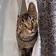Zeus is registered to the contest to win money with this photo: cat, tabby, curious, curtain, patterned_curtain, translucent_curtain, yellow_eyes, indoor, pet, animal, whiskers, close_up, feline, peek, home, soft_light, striped, cute, looking, face