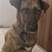 Swany participe au concours pour gagner de l'argent avec cette photo : dog, brindle, pet, canine, portrait, sitting, indoors, hallway, collar, floppy_ears, brown_fur, short_fur, black_muzzle, white_chest, soulful_eyes, alert, cute, house, floor, closeup