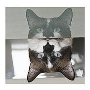 Raymond participe au concours pour gagner de l'argent avec cette photo : cat, reflection, curious, face, ears, eyes, mirror, pet, animal, black_and_white, close_up, indoor, whiskers, fur, portrait, cute, looking, head, playful, symmetry