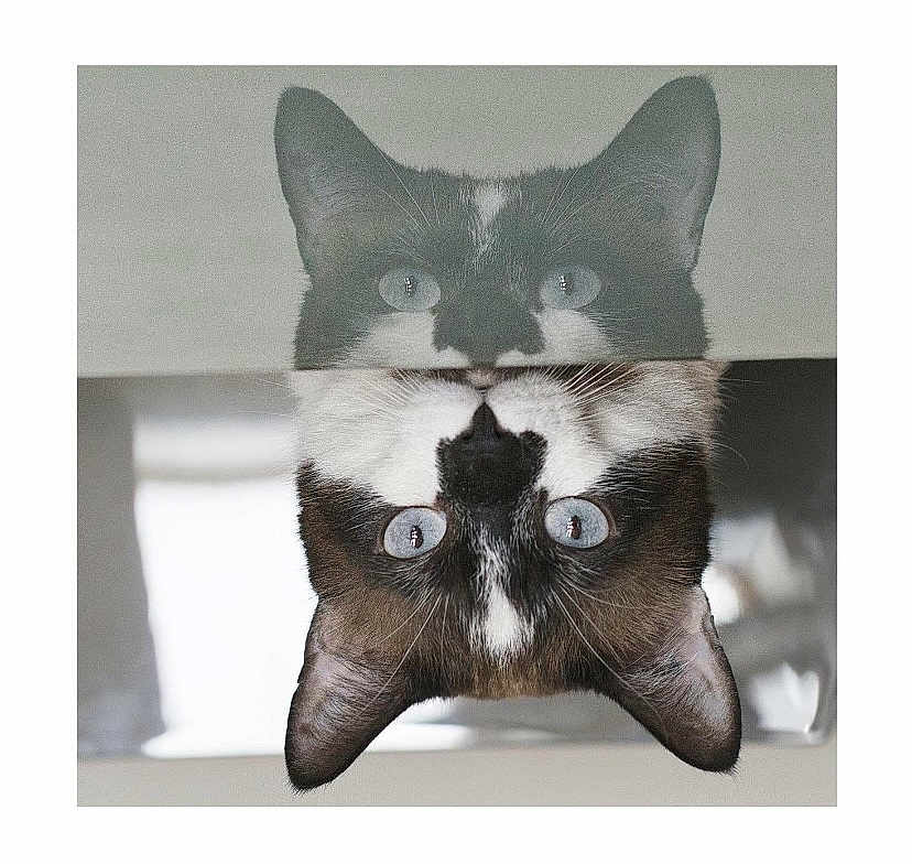 Raymond participe au concours pour gagner de l'argent avec cette photo : cat, reflection, curious, face, ears, eyes, mirror, pet, animal, black_and_white, close_up, indoor, whiskers, fur, portrait, cute, looking, head, playful, symmetry