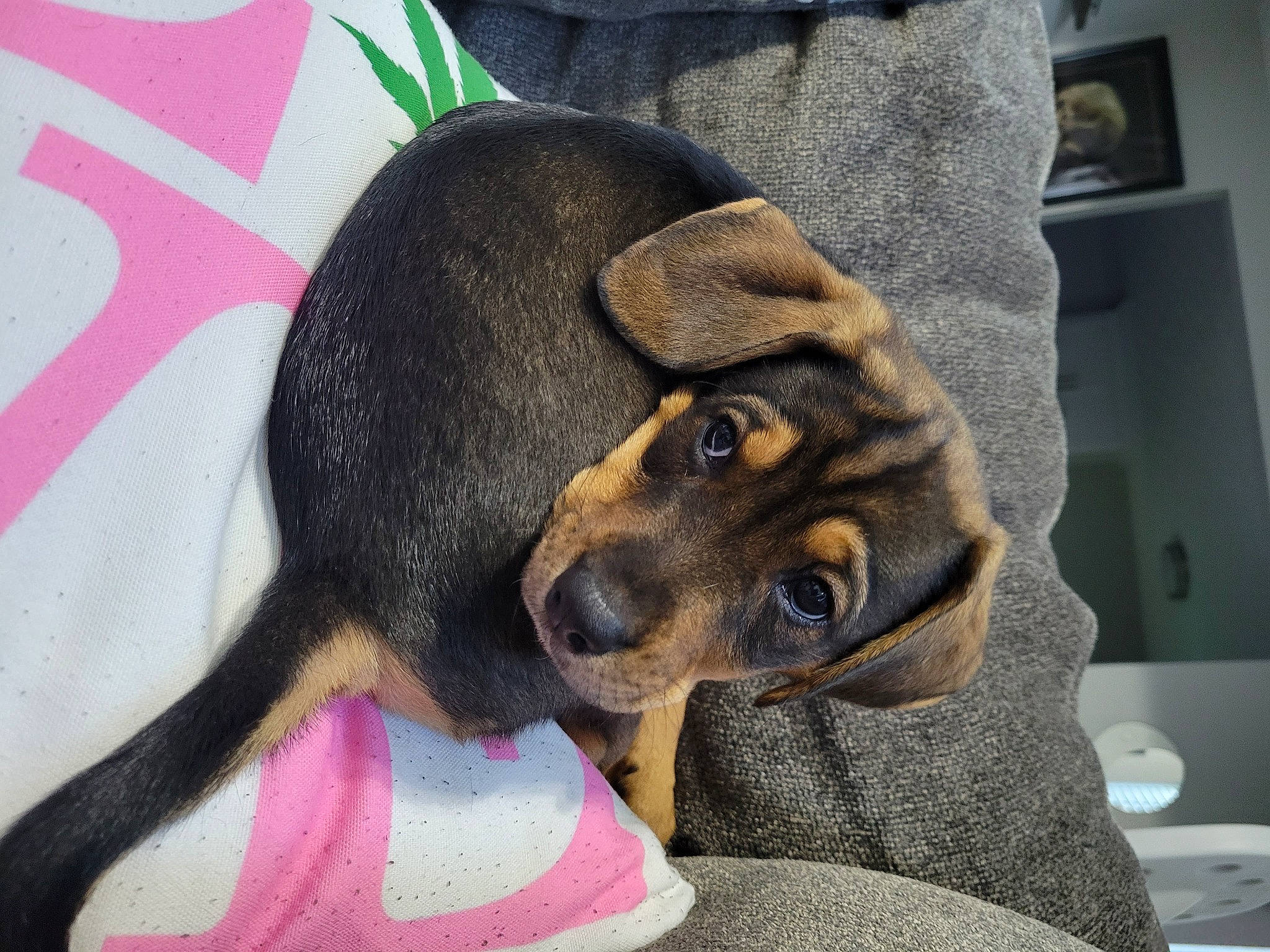 Dante is registered to the contest to win money with this photo: canidae, carnivore, comfort, companion_dog, dog, dog_bed, dog_breed, dog_supply, ear, fawn, fur, guard_dog, paw, pinscher, snout, sporting_group, toy_dog, whiskers, working_animal, working_dog