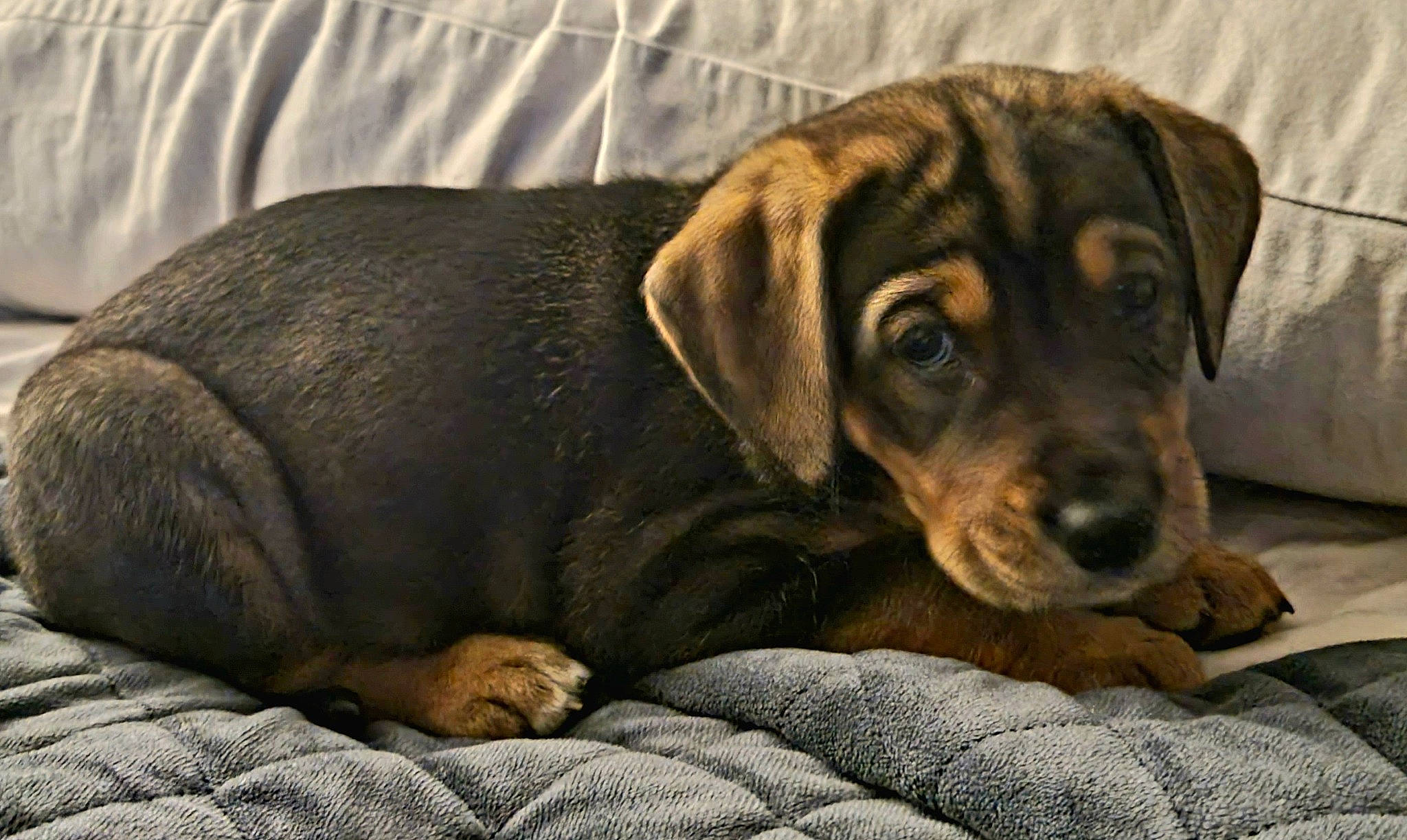 Dante is registered to the contest to win money with this photo: bored, carnivore, comfort, companion_dog, dog, dog_breed, fawn, fur, grey, hound, liver, natural_material, scent_hound, snout, sporting_group, terrestrial_animal, whiskers, wood, working_animal