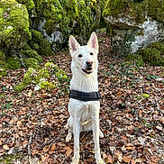 Riccie a rejoint le concours — aidez-le/la à gagner de superbes lots ! dog, white_dog, forest, moss, rocks, leaves, nature, outdoor, animal, pet, canine, sitting, happy, ears_up, fur, path, trees, woodland, daylight, smiling