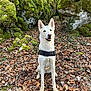dog, white_dog, forest, moss, rocks, leaves, nature, outdoor, animal, pet, canine, sitting, happy, ears_up, fur, path, trees, woodland, daylight, smiling